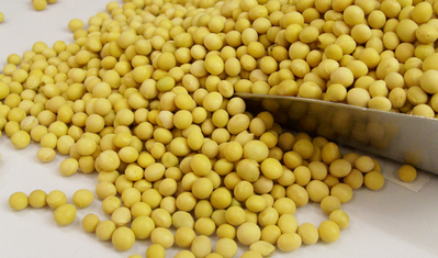 2015年10月23日全國各地大豆最新市場行情