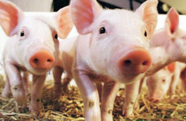 生豬價格市場行情