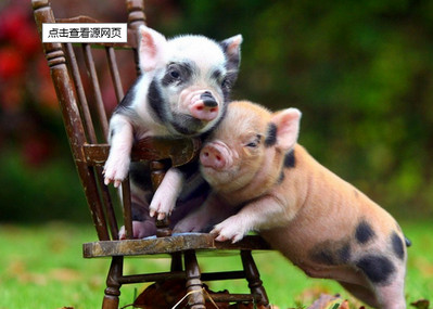 生豬價格市場行情