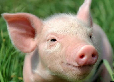 生豬價格市場行情