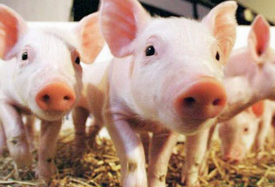 生豬價格行情