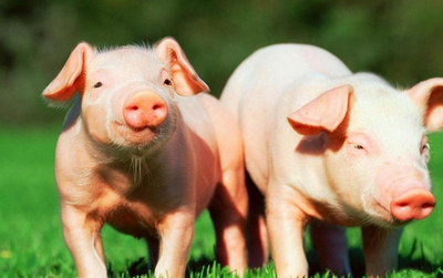 生豬價格市場行情