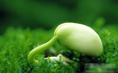 大豆價格市場行情