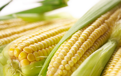 玉米價格市場行情