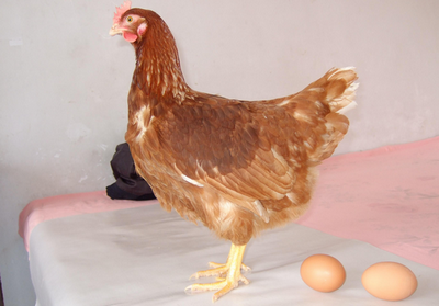 全國各地淘汰雞價格市場