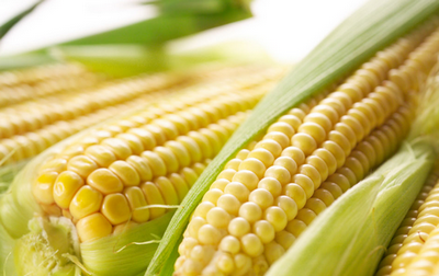 玉米價格市場行情