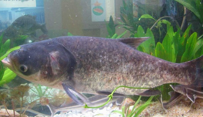 花鰱活魚價格市場行情
