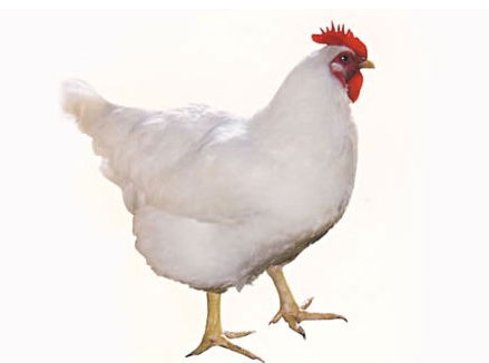 肉毛雞價格市場行情