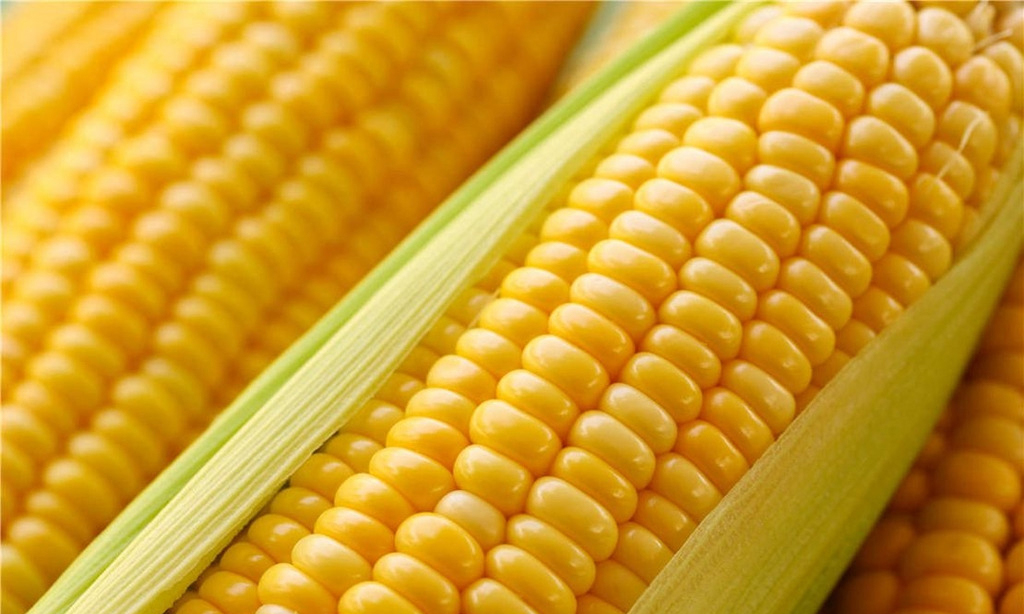 2015年8月19日全國各地玉米價格最新市場行情走勢