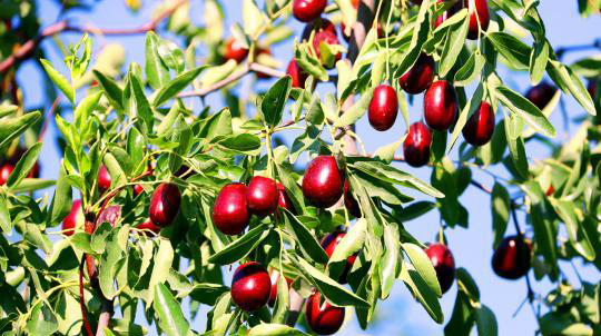 早熟紅棗促中國早熟紅棗之鄉托克遜農民增收