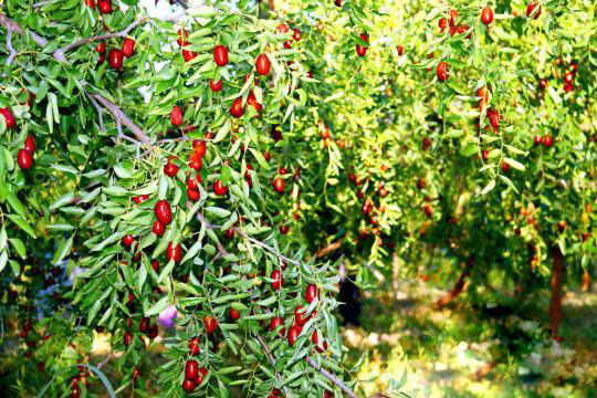 早熟紅棗促中國早熟紅棗之鄉托克遜農民增收