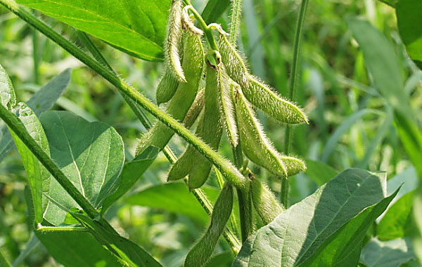 中國大豆進口量或出現十年來首次下滑