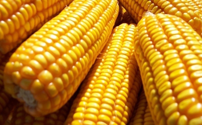 2015年10月14日全國各地玉米價格最新市場行情走勢