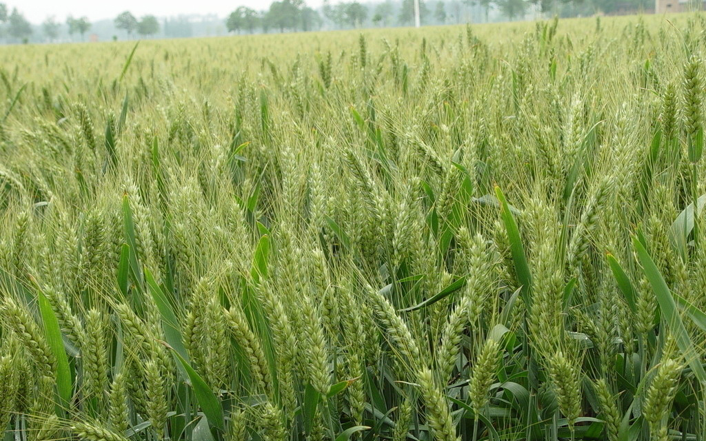 2015年10月19日全國各地小麥價格最新市場行情走勢