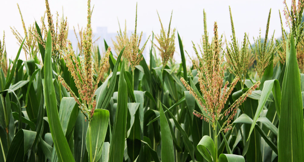 2015年10月22日吉林玉米價格最新市場行情預測