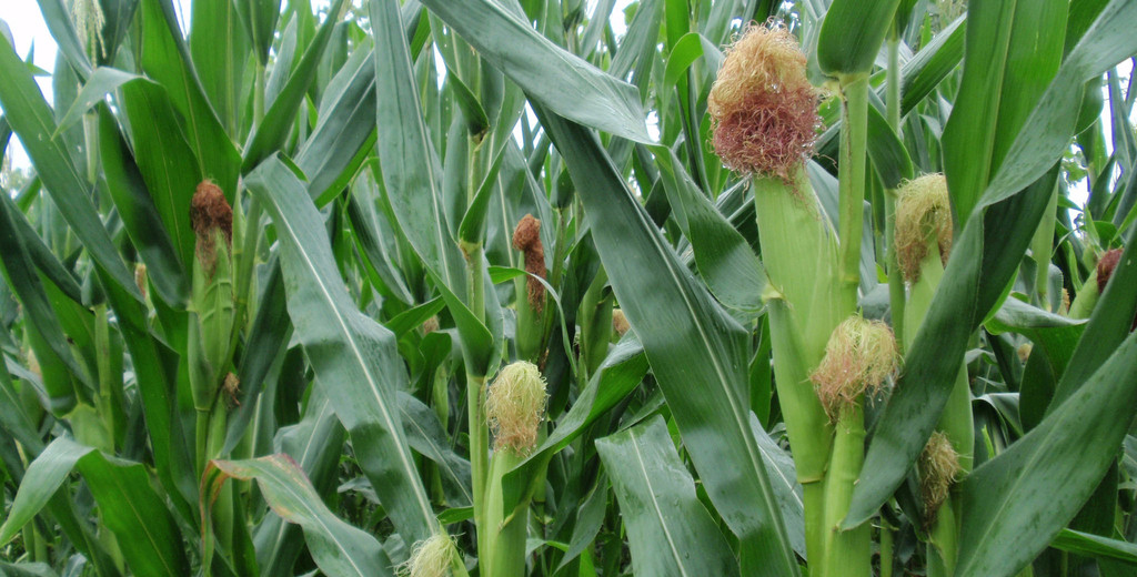 2015年10月22日山東玉米價格最新市場行情預測