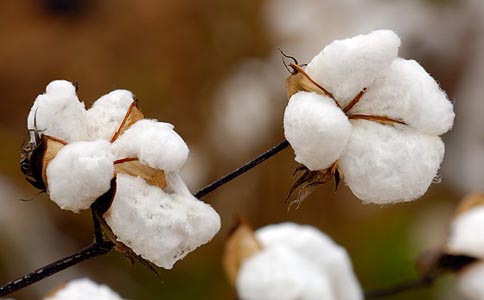 新疆棉花最新市場發展行情