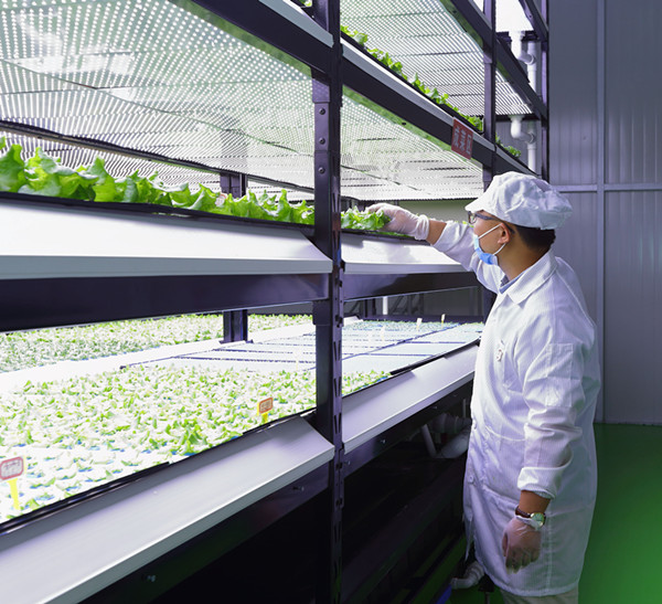 新疆首家智能LED植物工廠運營 有效節約資源