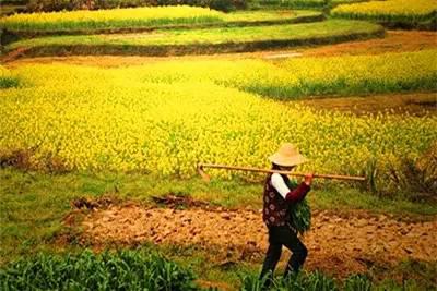 2016年中國有機肥市場調查及前景分析