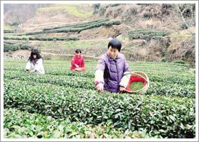 發展新型功能性肥料　加快“走出去”步伐