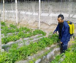 淺談無公害葉面肥在市場中的發展趨勢