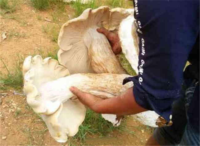 云南一村民撿到巨型野生菌 菌根比腿粗