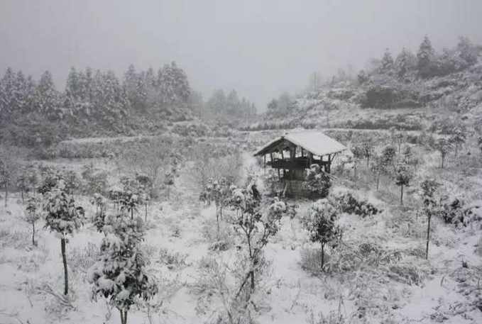 雪災致廣西桂林市資源縣資源鎮果園受災