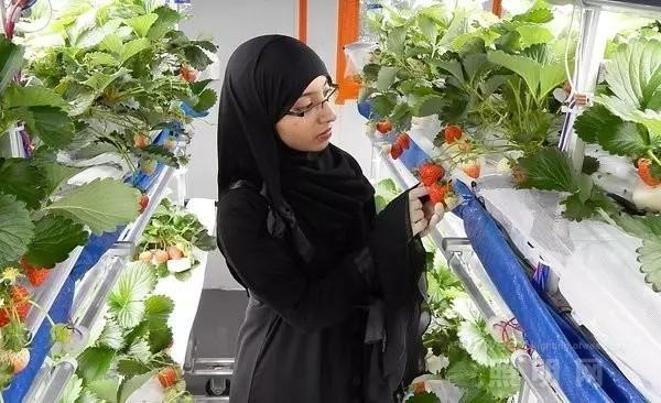 國內外LED植物工廠發展情況如何？