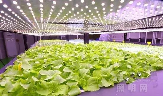 國內外LED植物工廠發展情況如何？