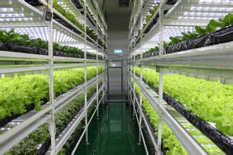 植物工廠