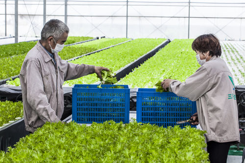 蘇芽跨界經營植物工廠 成功實現京東網上銷售