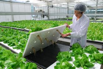 “炙手可熱”的植物工廠究竟能否盈利?