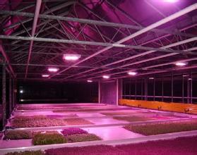 國外市場風生水起 國內植物照明難發展?