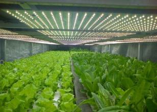 LED植物照明市場 在低調中綻放