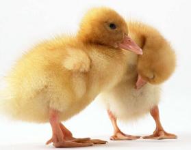 2016年8月18日全國肉苗雞價格行情