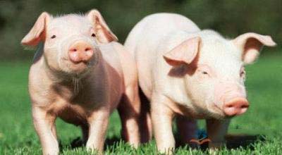 2016年10月13日山東生豬價格行情