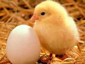 2016年11月2日全國肉苗雞價格行情