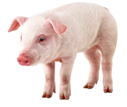 2016年11月2日山東生豬價格行情