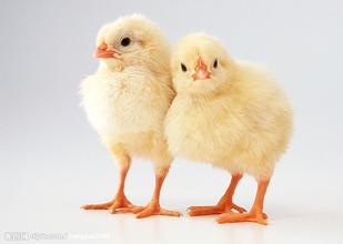 2016年11月4日全國肉苗雞價格行情