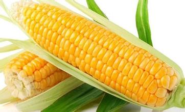 2016年11月8日廣東玉米價格行情