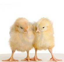 2016年11月10日全國肉苗雞價格行情