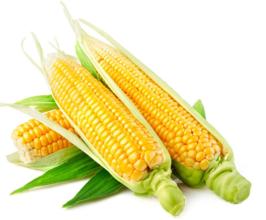 2016年11月15日山東玉米價格行情