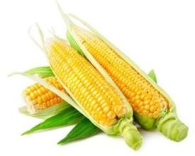 2016年11月18日山東玉米價格行情