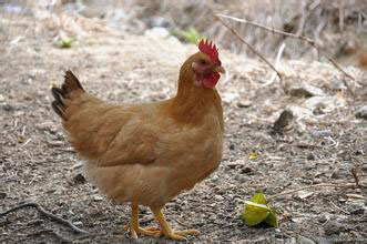 2016年11月29日全國肉苗雞價格行情