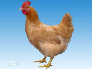 2016年12月5日全國肉苗雞價格行情