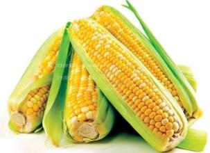 2016年12月5日山東玉米價格行情