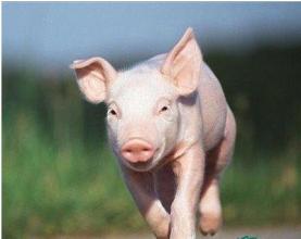 2016年12月5日河南生豬價格行情