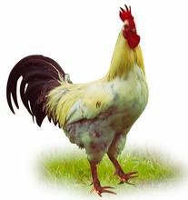 2016年12月13日全國肉苗雞價格行情