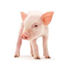 2016年12月20日河南生豬價格行情