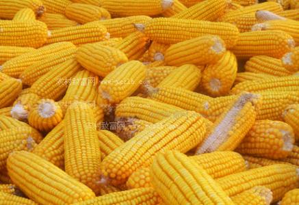 2016年12月29日山東玉米價格行情